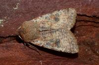 Orthosia incerta