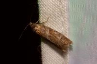 Tortricodes alternella