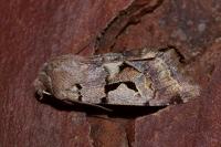 Orthosia gothica