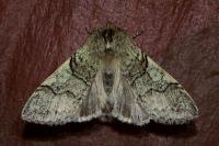 Achlya flavicornis