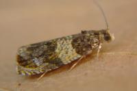 Celypha aurofasciana