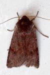 Cerastis rubricosa
