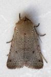 Spudaea ruticilla
