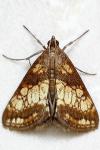 Evergestis politalis