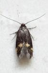 Borkhausenia minutella
