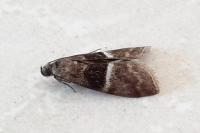 Elegia similella