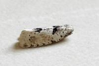 Epinotia bilunana