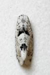 Epinotia bilunana