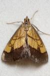 Evergestis limbata