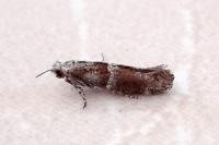 Cedestis subfasciella