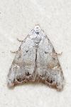 Nola infantula