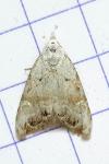 Nola infantula