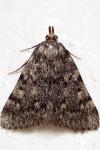 Aglossa pinguinalis