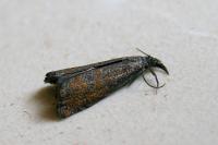 Platytes cerussella
