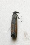 Platytes cerussella