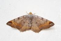 Macaria liturata