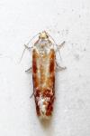 Rhyacionia buoliana