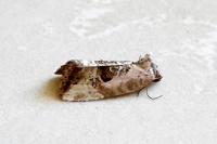 Elaphria venustula