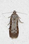 Lamoria anella
