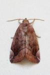 Cosmia pyralina