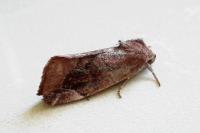 Cosmia pyralina