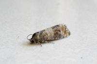 Piniphila bifasciana