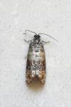 Piniphila bifasciana