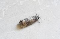 Piniphila bifasciana
