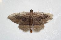 Philereme transversata