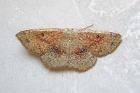 Cyclophora porata