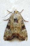 Apamea scolopacina