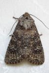 Sideridis turbida