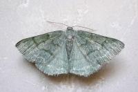 Pseudoterpna pruinata