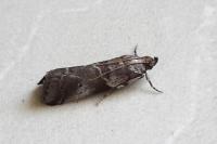 Acrobasis suavella