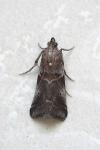 Acrobasis suavella