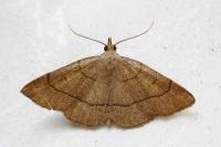 Paracolax tristalis