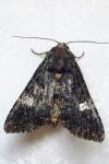 Melanchra persicariae