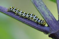 Cucullia scrophulariae