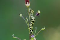 Cucullia scrophulariae