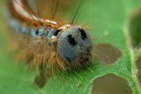 Malacosoma neustria