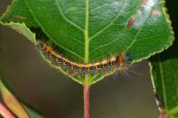 Lasiocampa quercus