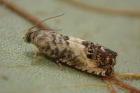 Pammene fasciana