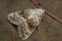 Meganola albula