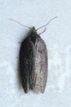 Acleris lipsiana