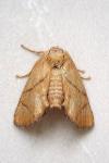 Apoda limacodes