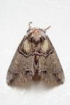 Drymonia velitaris