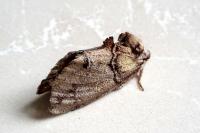 Drymonia velitaris