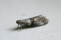 Acrobasis consociella
