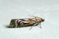 Acrobasis porphyrella
