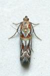 Acrobasis porphyrella
